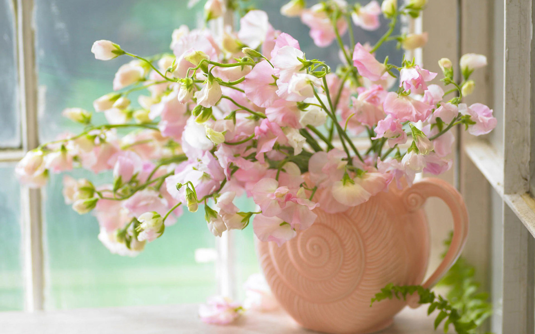 Pink Sweet Peas 1080p Flowers HD Wallpaper for Desktop | HD ...