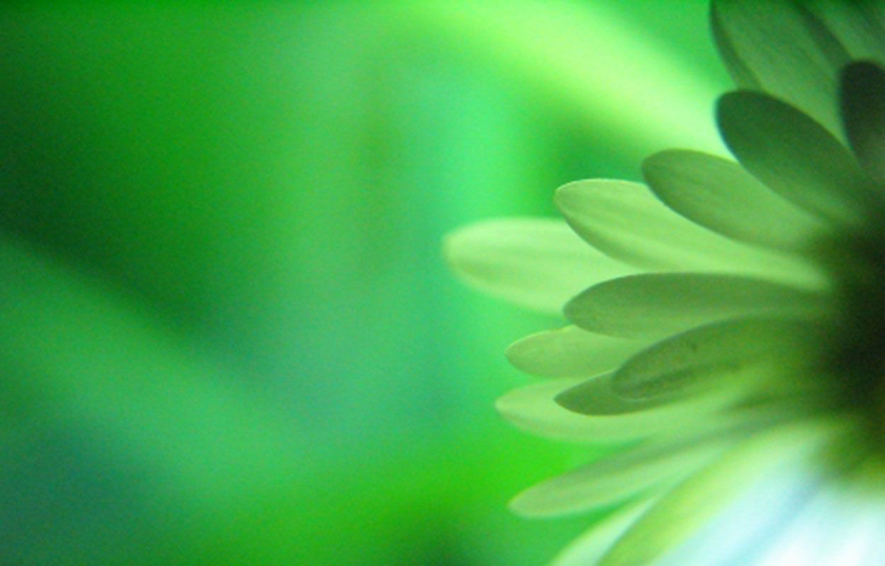 Green Flower Pictures - All Wallpapers New