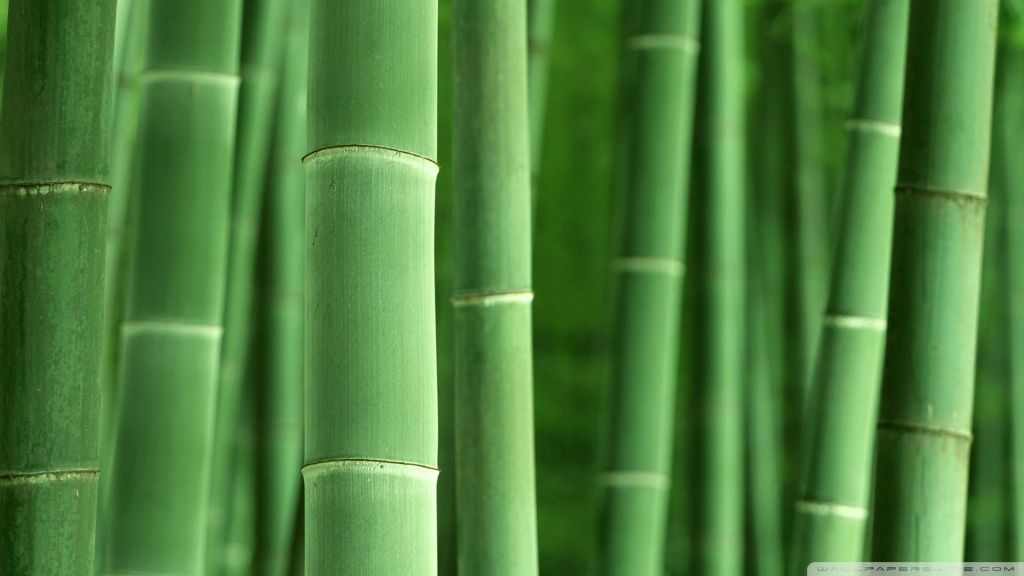 Green Bamboo HD desktop wallpaper : High Definition : Fullscreen ...