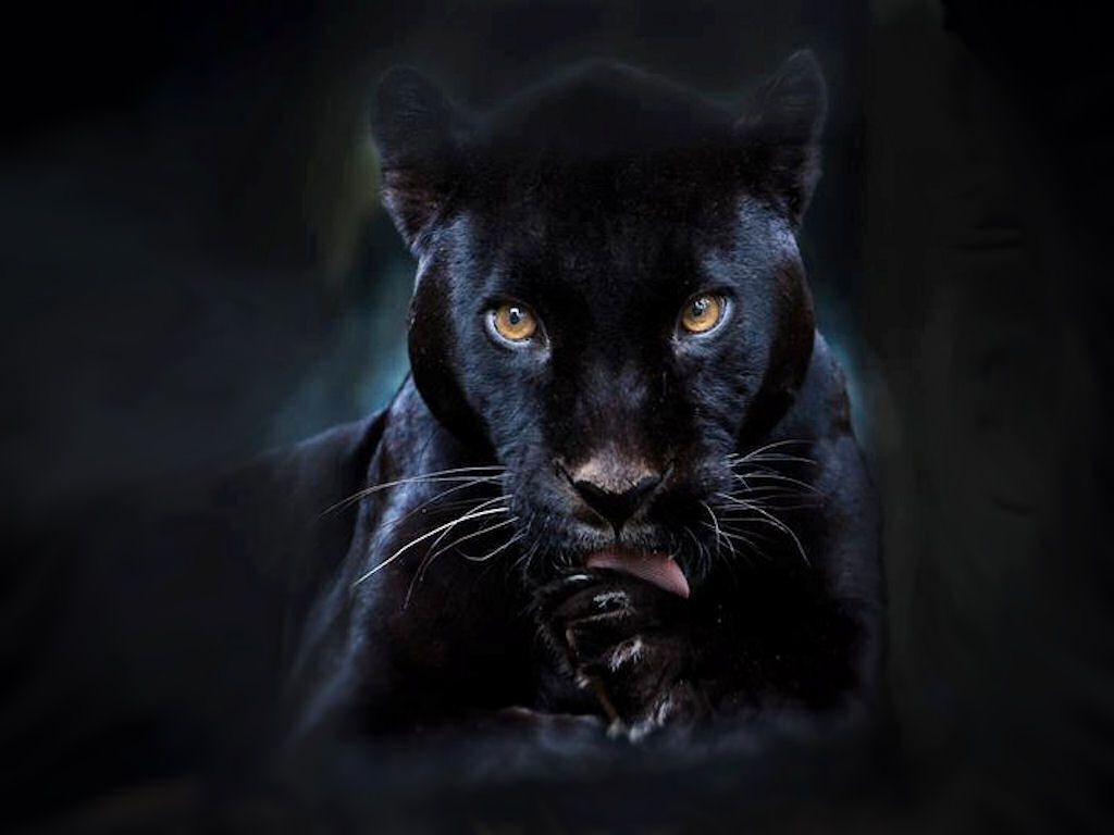 Black Panther wallpaper 1024x768