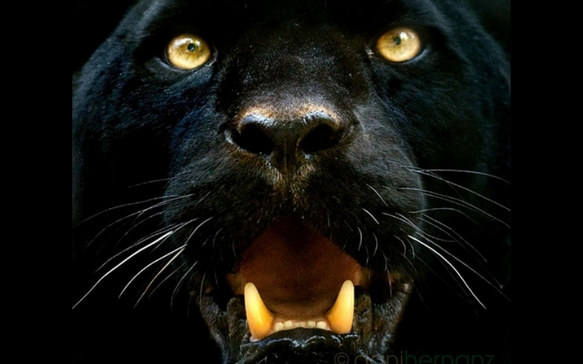 93 Black Panther HD Wallpapers | Backgrounds - Wallpaper Abyss ...