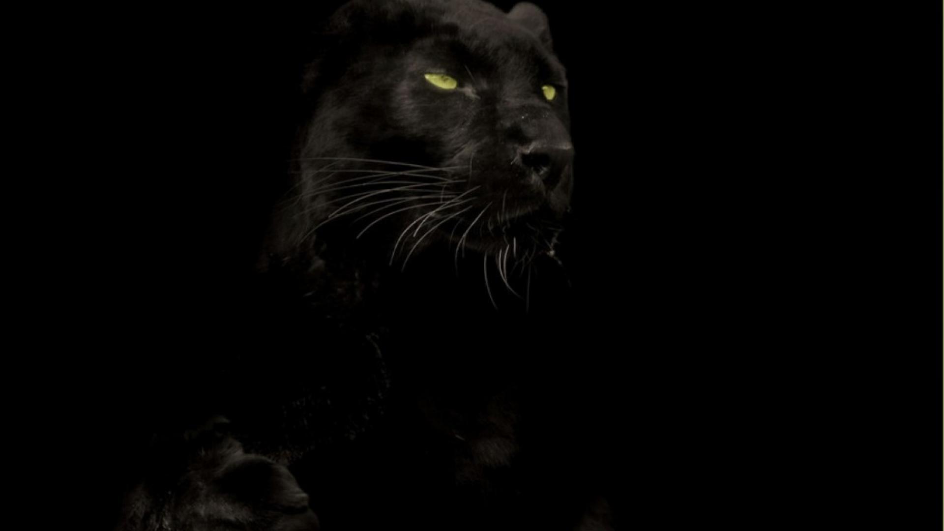 Cats animals black panther wallpaper 12814