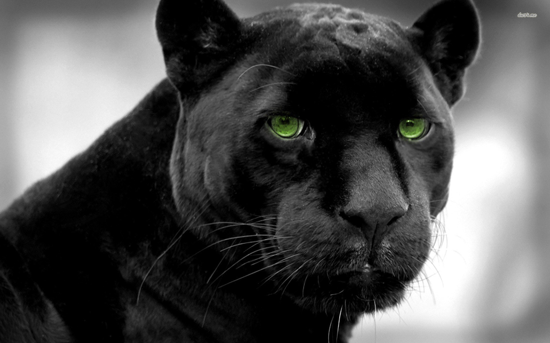 890x700px New Panther Wallpapers 138.23 KB