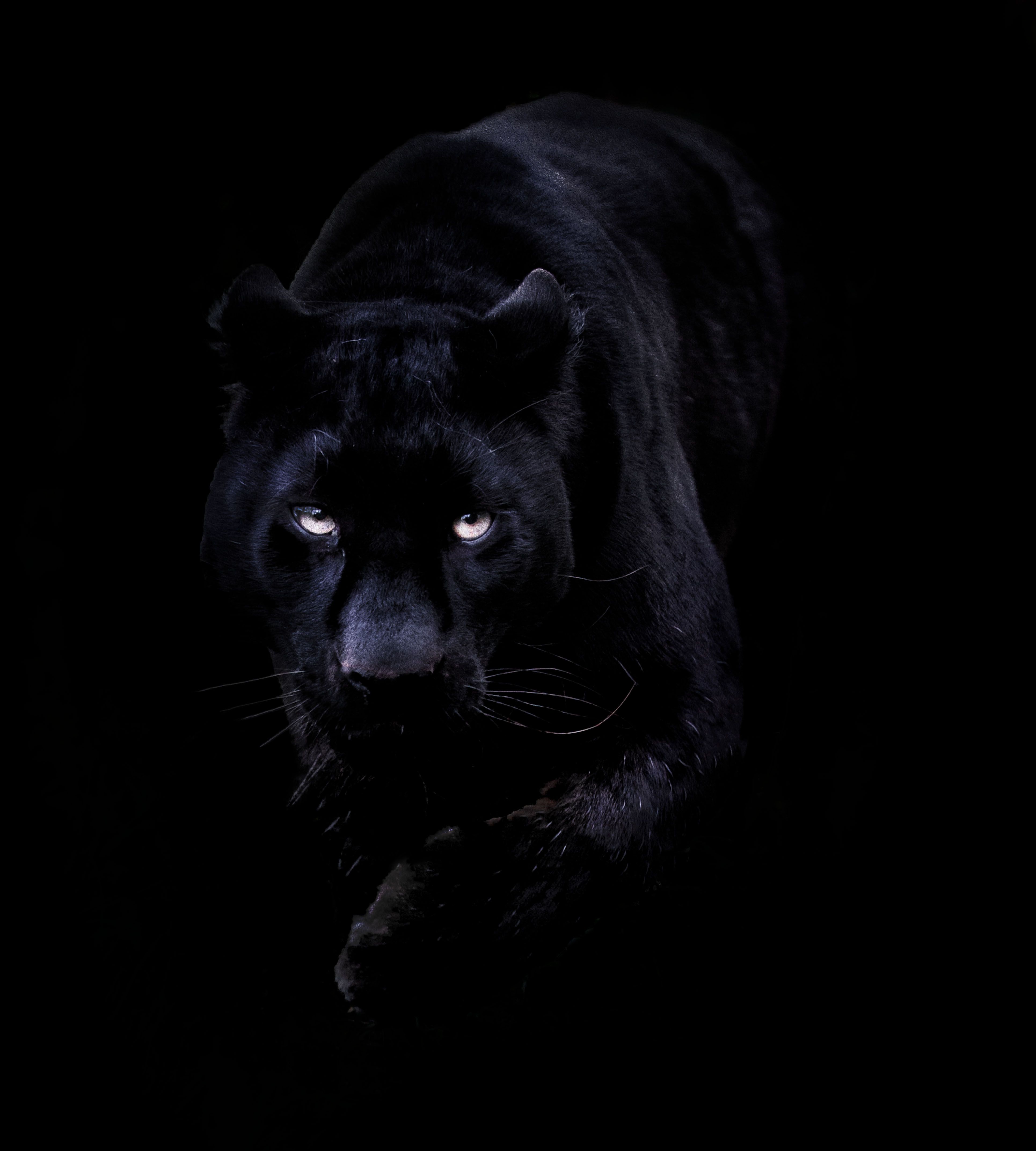 Black Panther Wallpaper - Wallpaper HD Wide