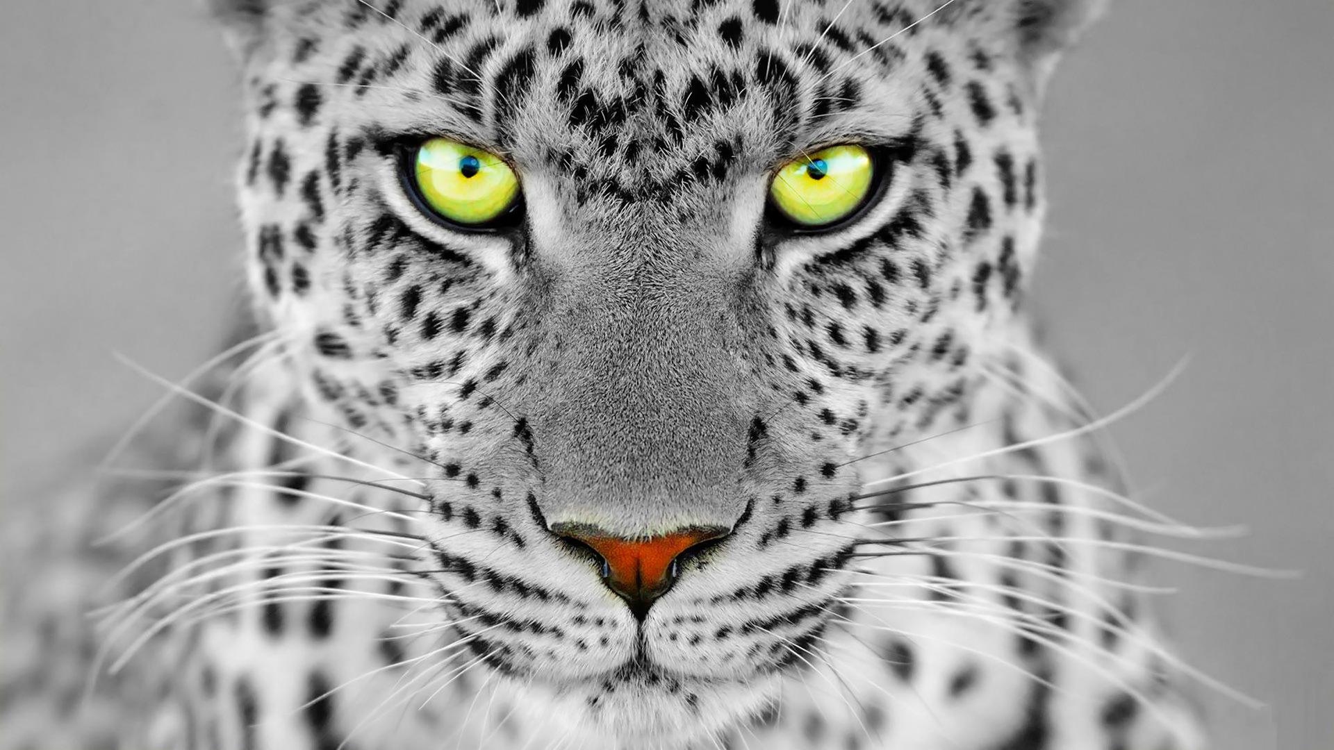 EYES OF A PANTHER WALLPAPER - HD Wallpapers