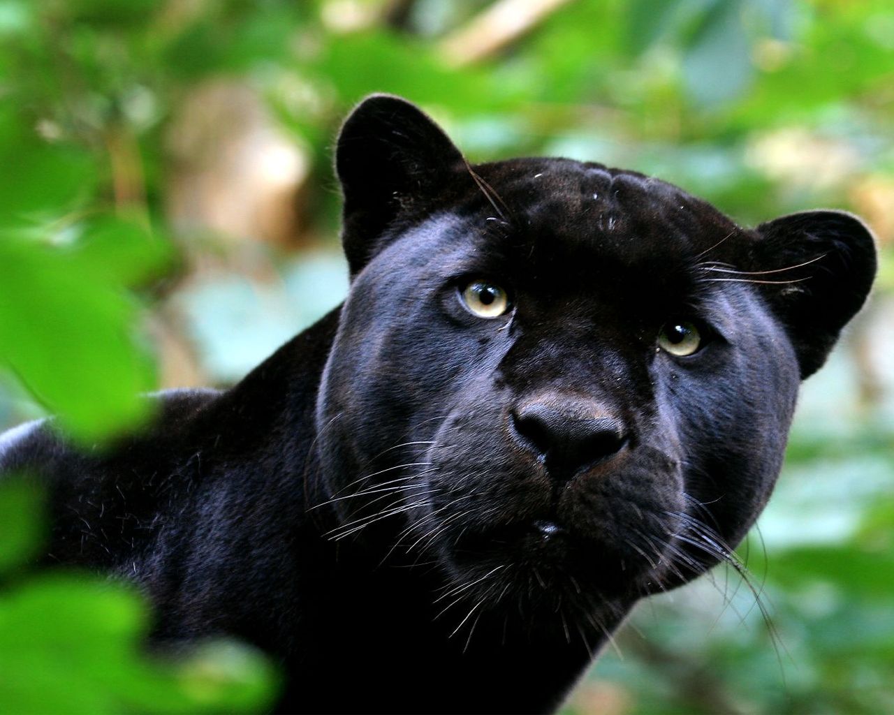 Panther wallpapers download free black panthers hd wallpaper ...