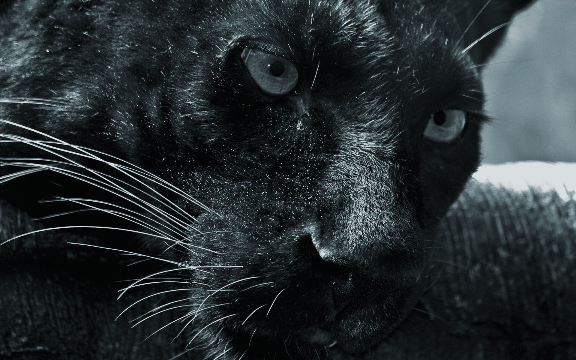 Panther wallpapers and images - wallpapers, pictures, photos