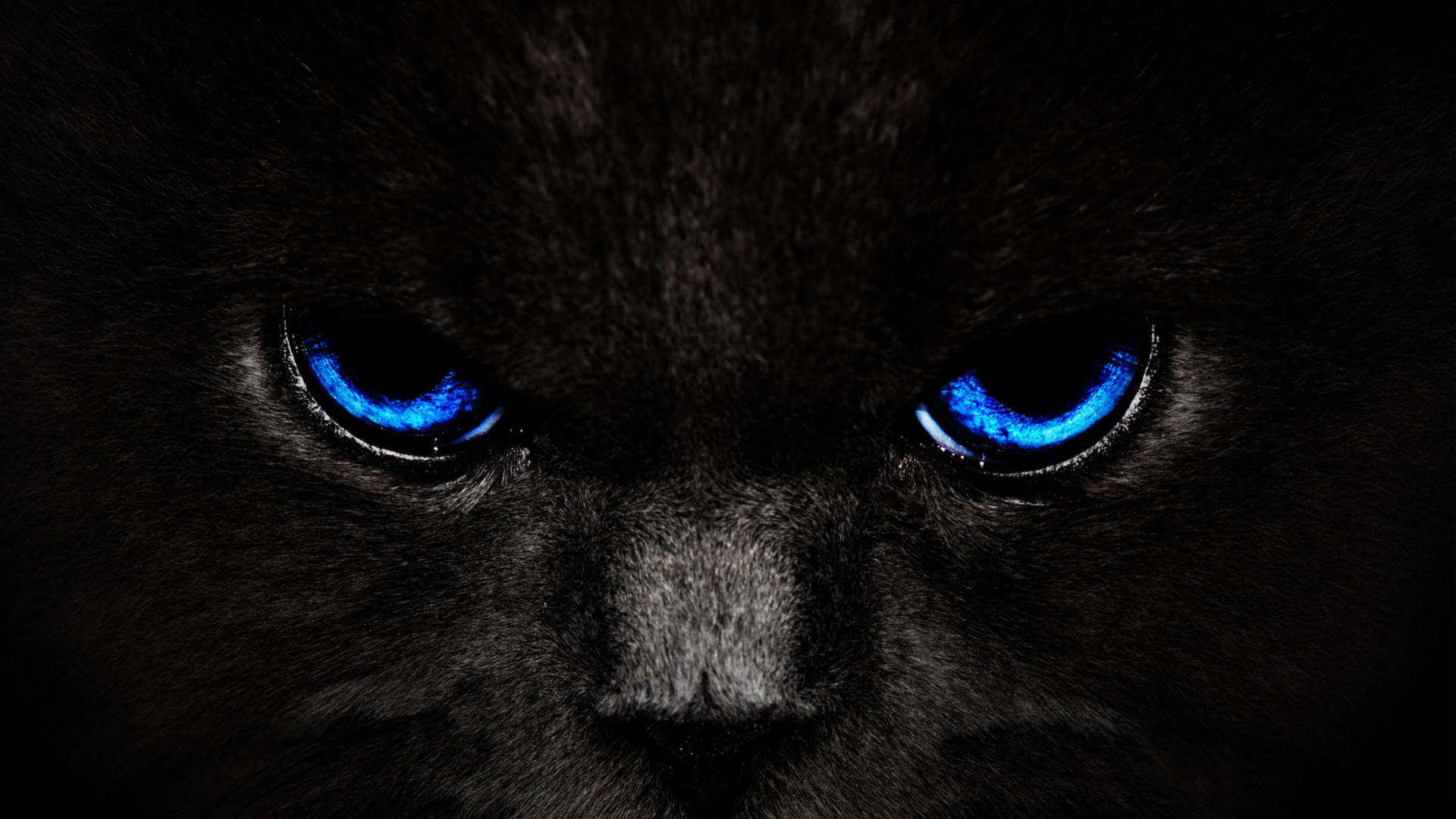 Panther Wallpapers | Best Wallpapers | Cuzimage