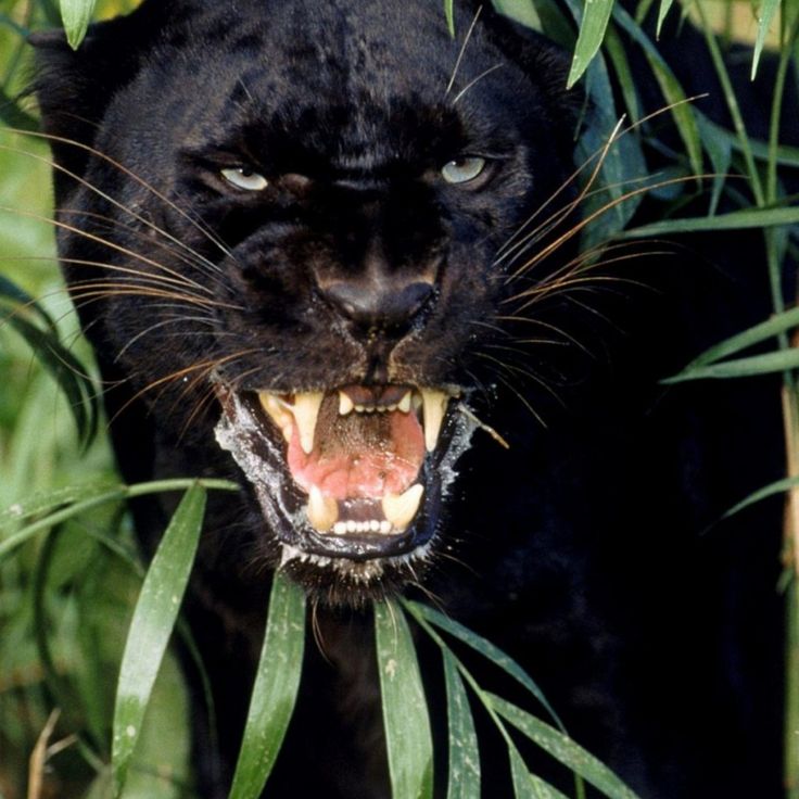 Black Panther Wallpaper HD closeup - Animal Backgrounds | Cool ...