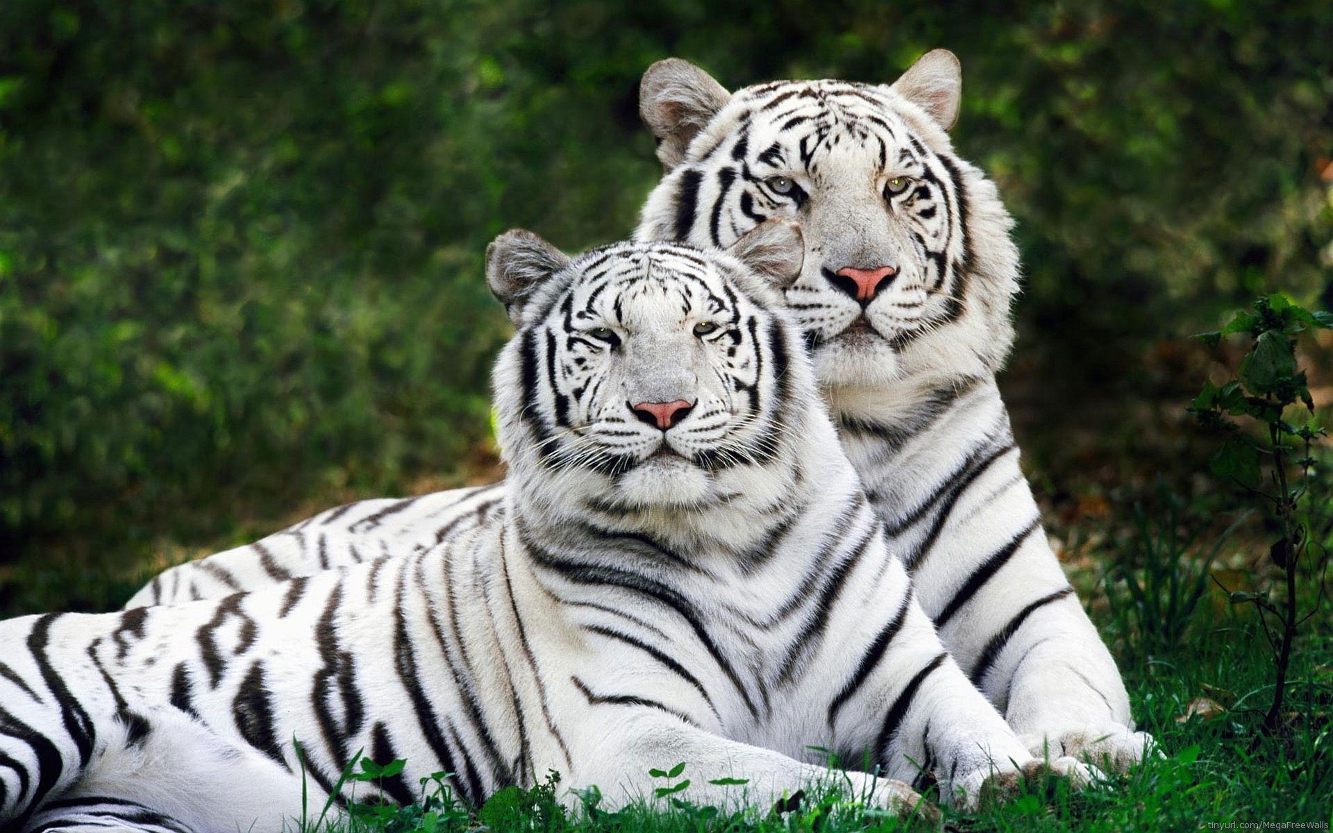 192 White Tiger HD Wallpapers | Backgrounds - Wallpaper Abyss