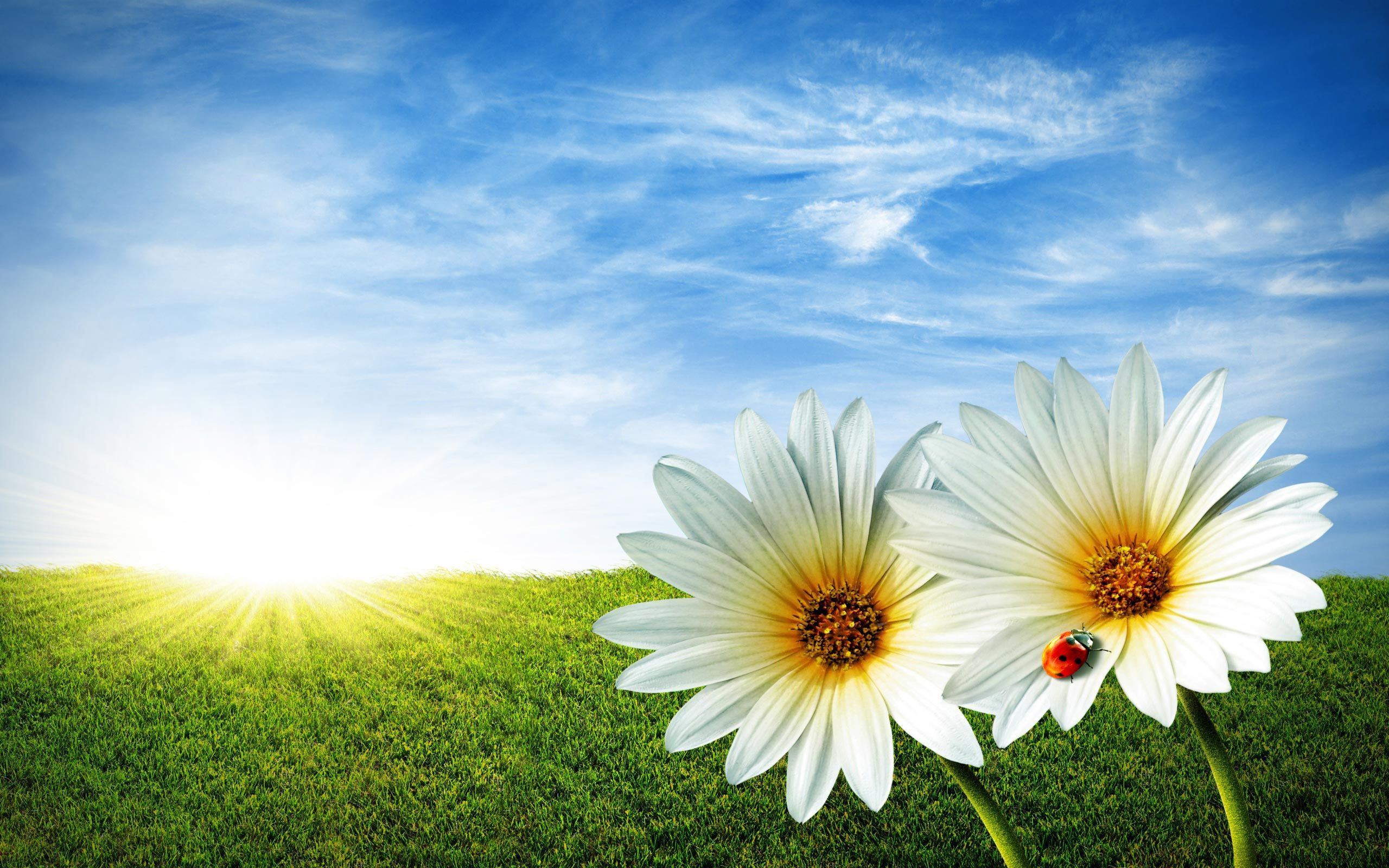 Spring Background free download Wallpapers, Backgrounds, Images