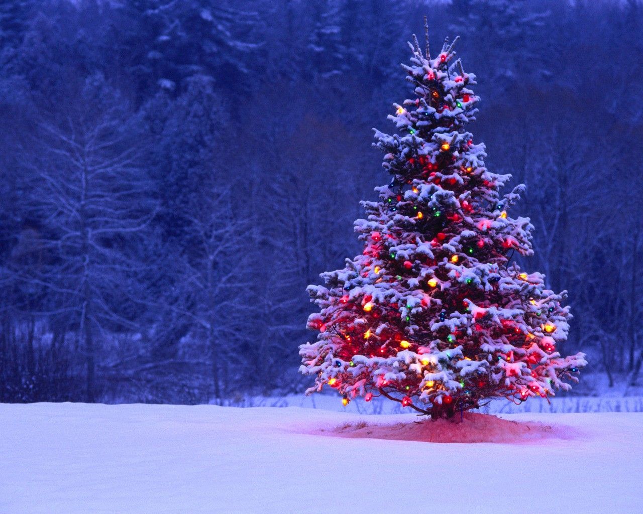 winter season snow christmas trees tree HD Wallpaper - Nature ...