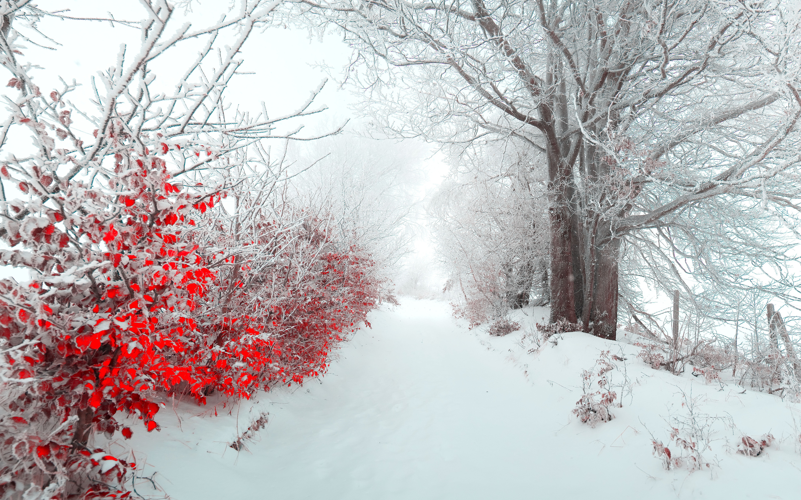 Winter Winter Wallpapers#48 Beautiful Christmas Winter Scenery ...