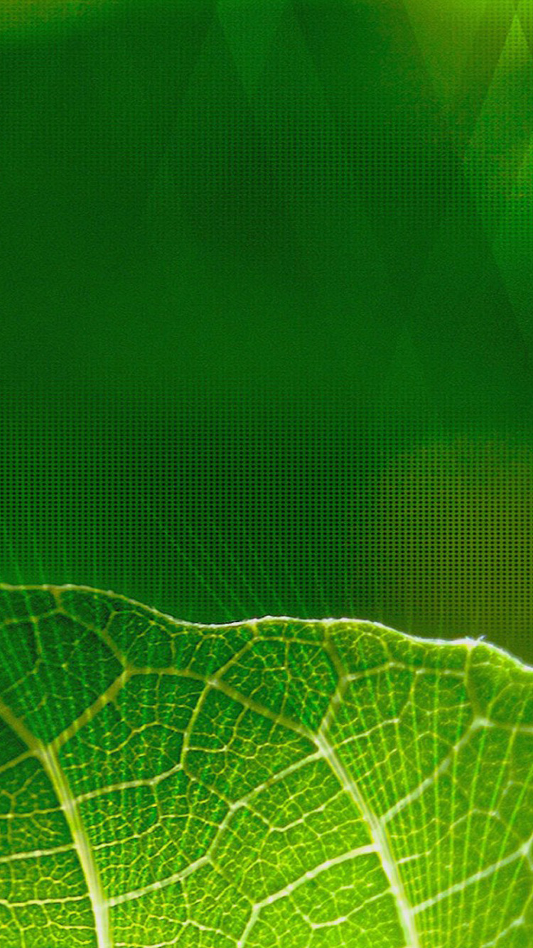 Green iPhone 6 Wallpapers HD
