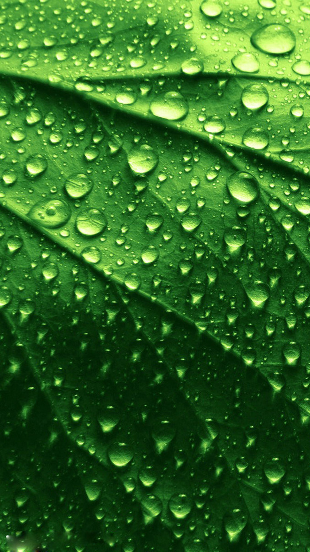 Green | iPhone 6 Plus Wallpapers HD