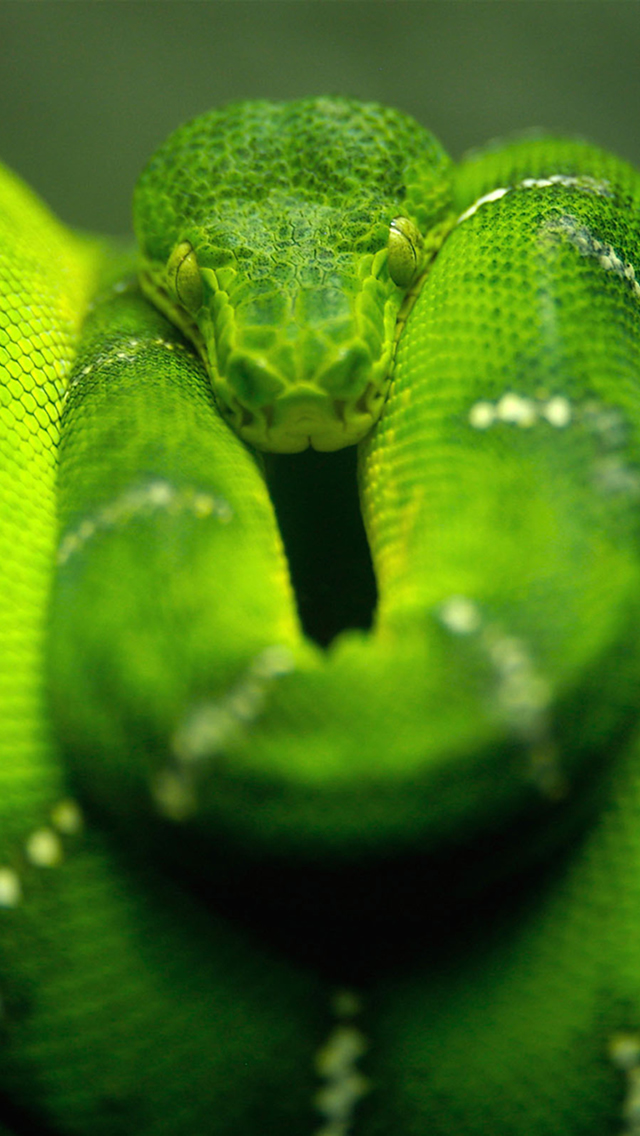 Green Snake iPhone 5s Wallpaper Download | iPhone Wallpapers, iPad ...