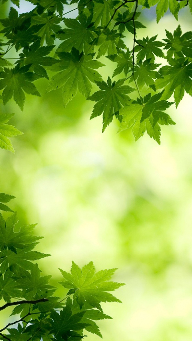 green maple leaves iPhone 5s Wallpaper Download | iPhone ...