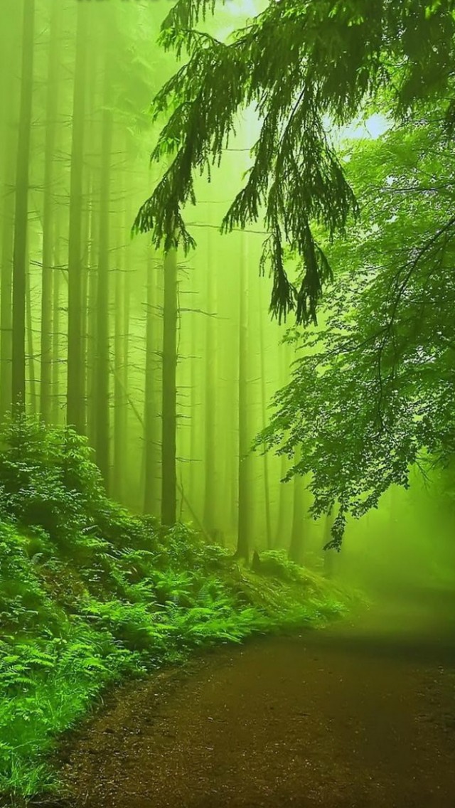 Forest Fog Green iPhone 5s Wallpaper Download | iPhone Wallpapers ...