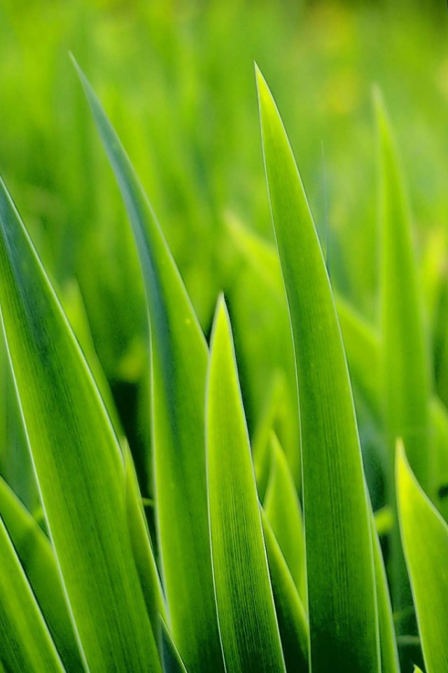Green grass iPhone 4s Wallpaper Download | iPhone Wallpapers, iPad ...