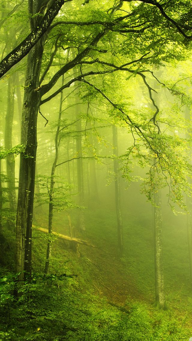 Beautiful green forest iPhone 5s Wallpaper Download | iPhone ...
