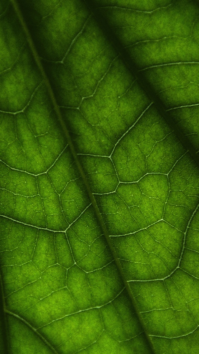 Green Leaf Close-up iPhone 5 Wallpaper / iPod Wallpaper HD - Free ...