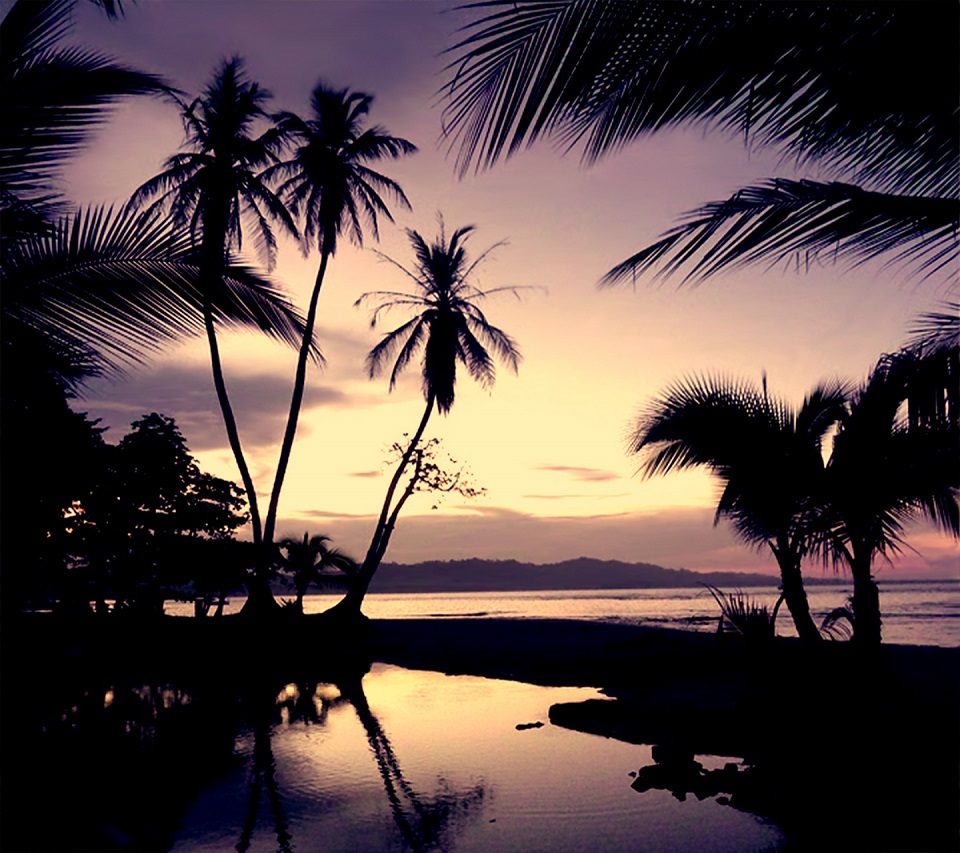 Evening 3 Palms Android wallpaper HD
