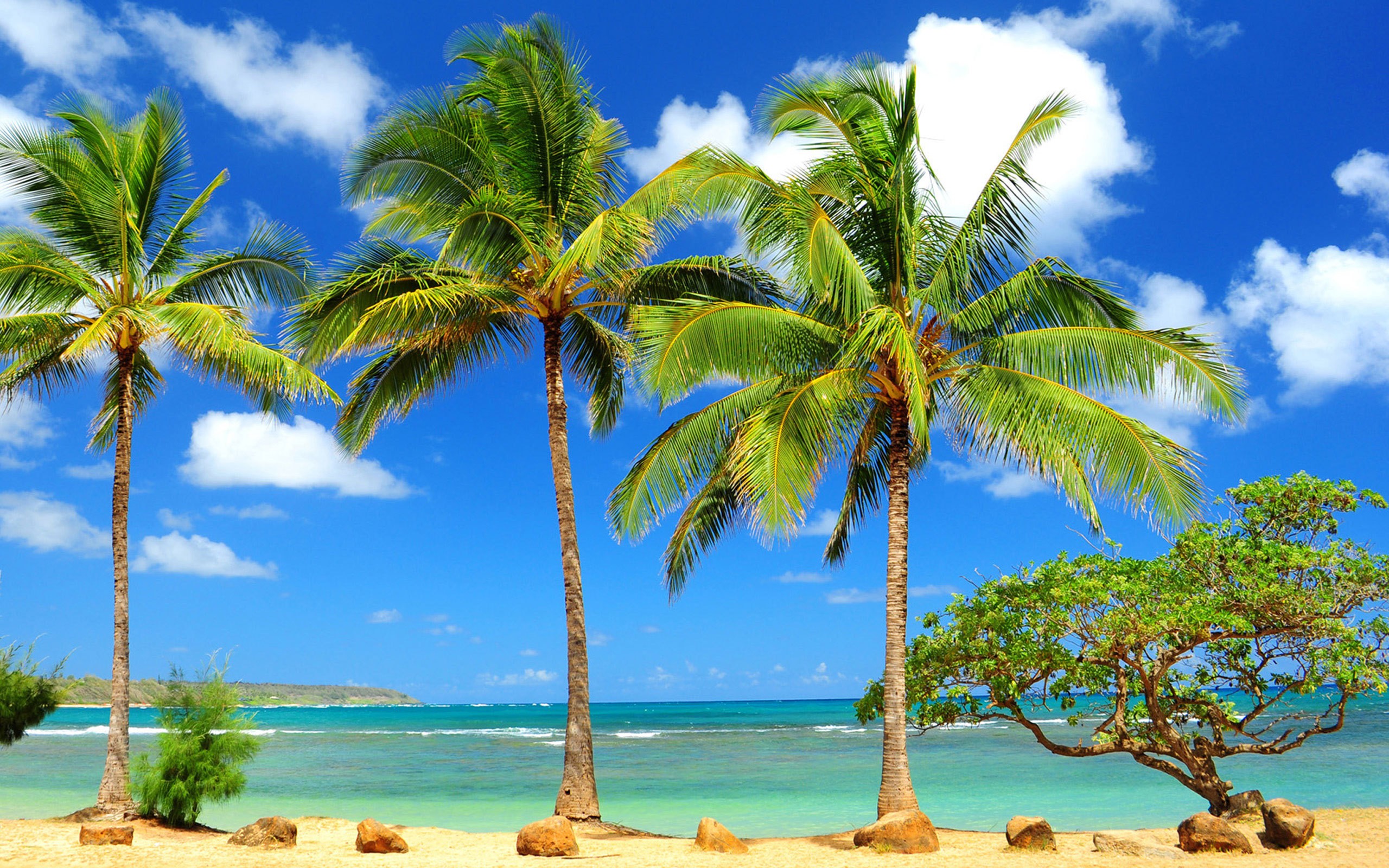 HD Pictures Of Palm Trees Wallpapers and Photos | HD Beach Wallpapers
