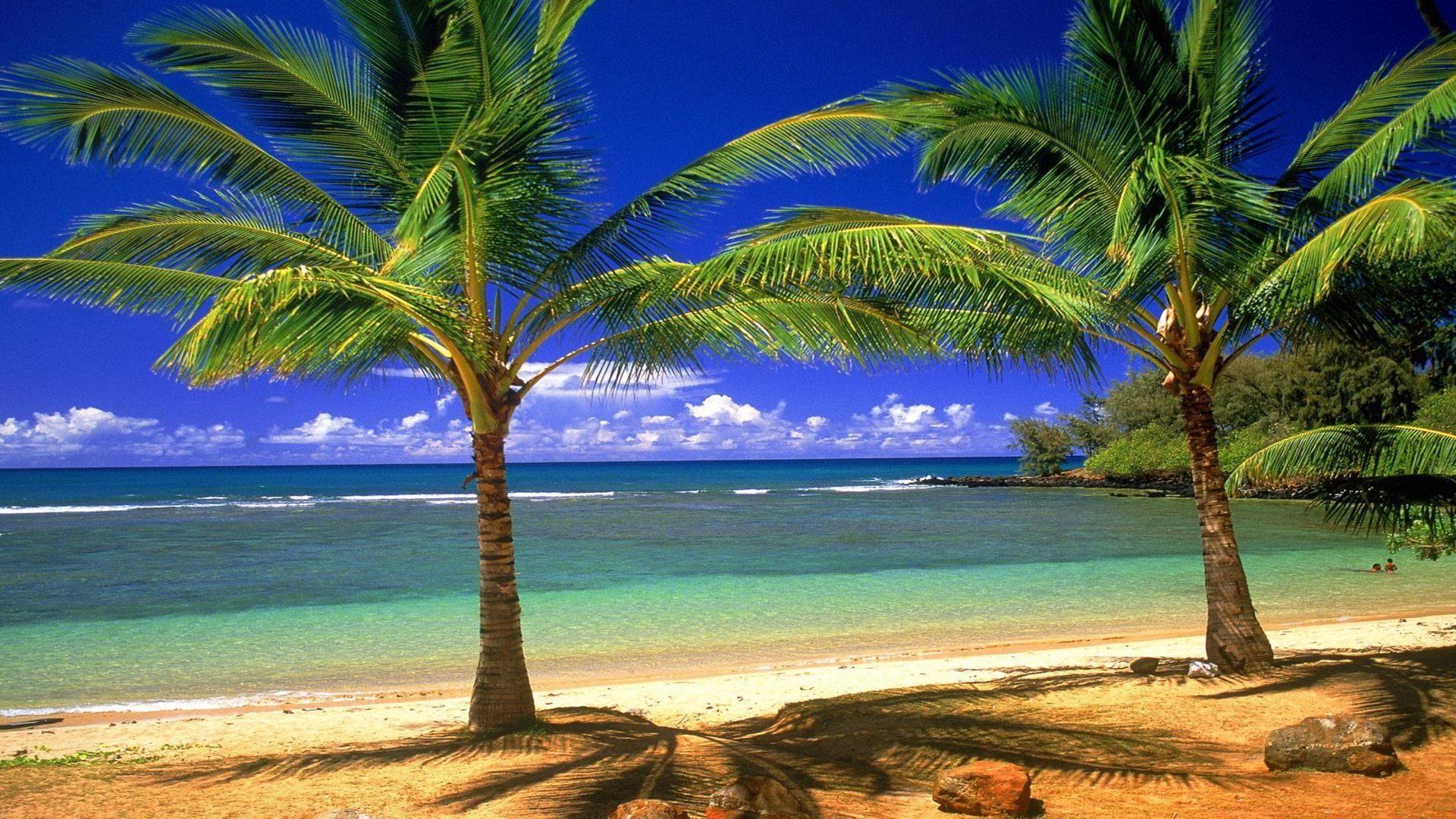 Palm Trees Beach Wallpapers Group (84+)