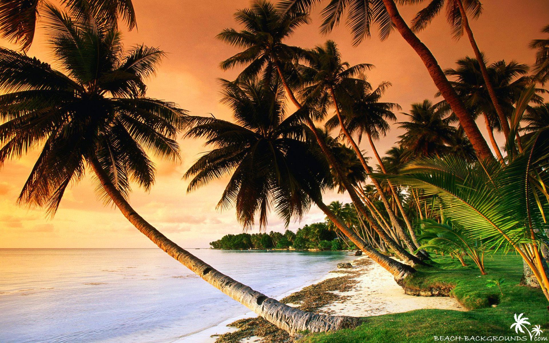 Beautiful beach palm trees on sunset - Beach Backgrounds