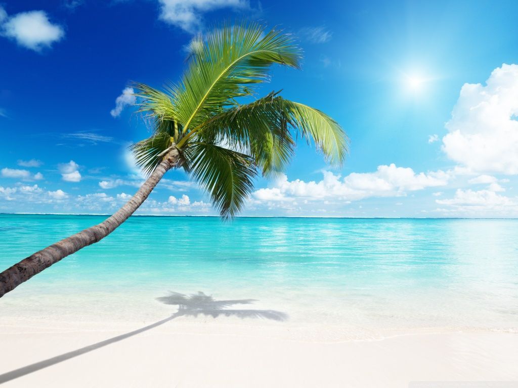 Palm Tree Beach HD desktop wallpaper : Widescreen : High ...
