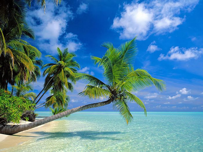 Beach Vacation - Palm trees on the beach - Wallcoo.net