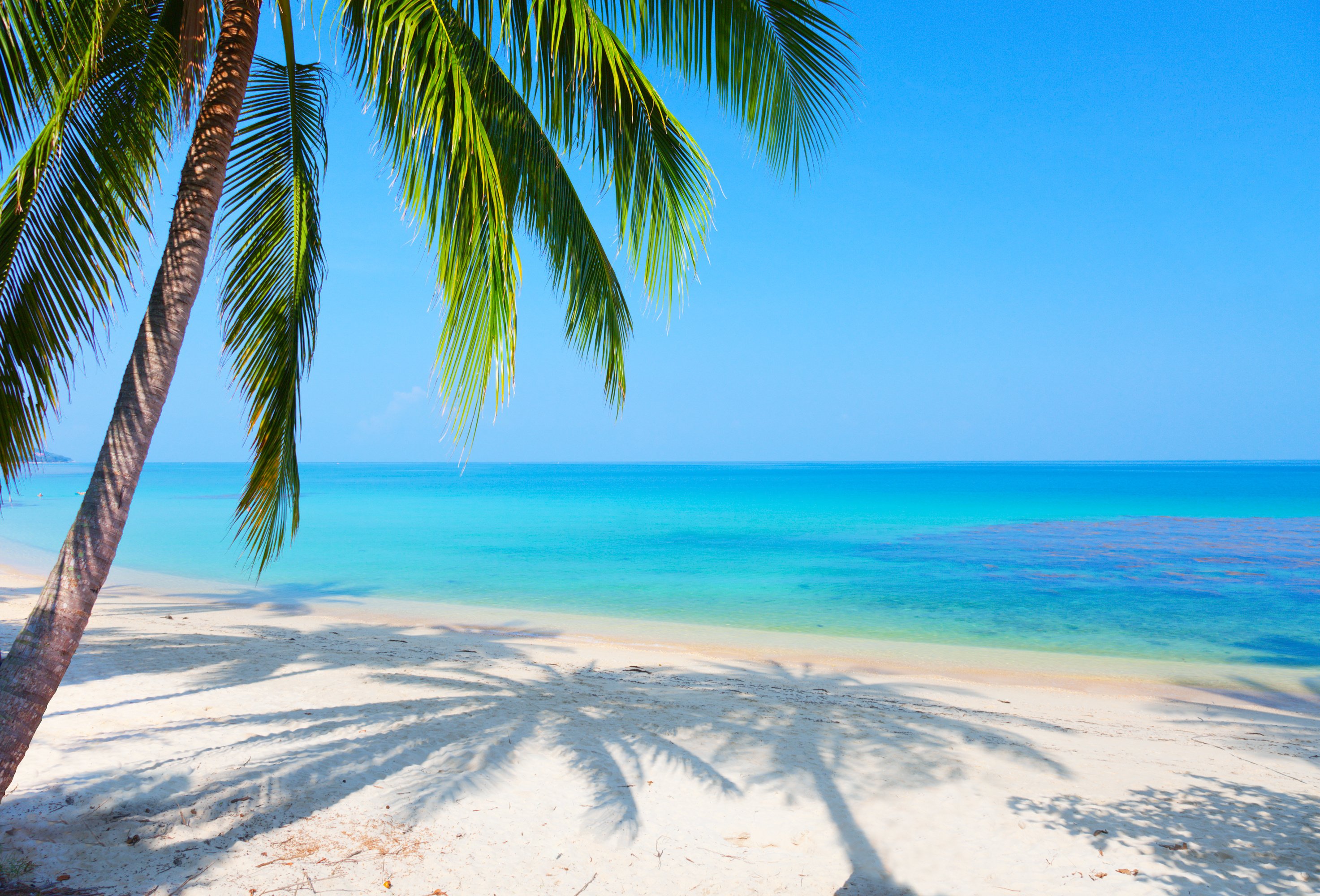Tropical palm tree sea beach starfish wallpapers photos pictures ...