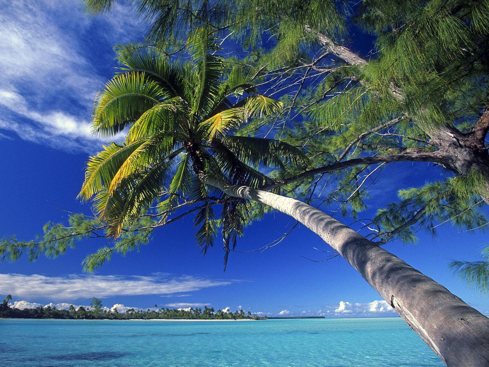 Palm Tree Society Island Beach Wallpapers HD Backgrounds