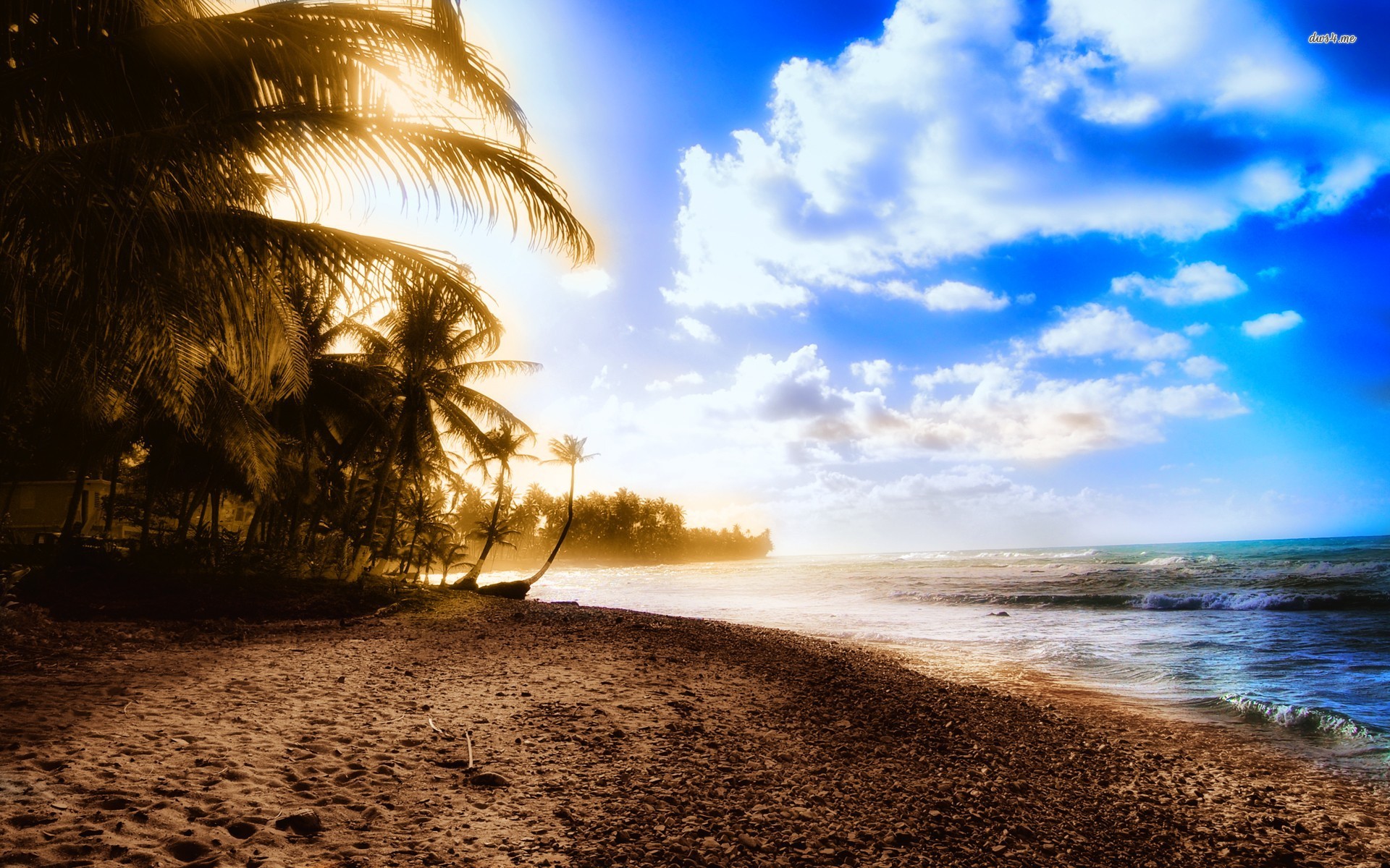 Palm trees on the beach Desktop Backgrounds for Free HD