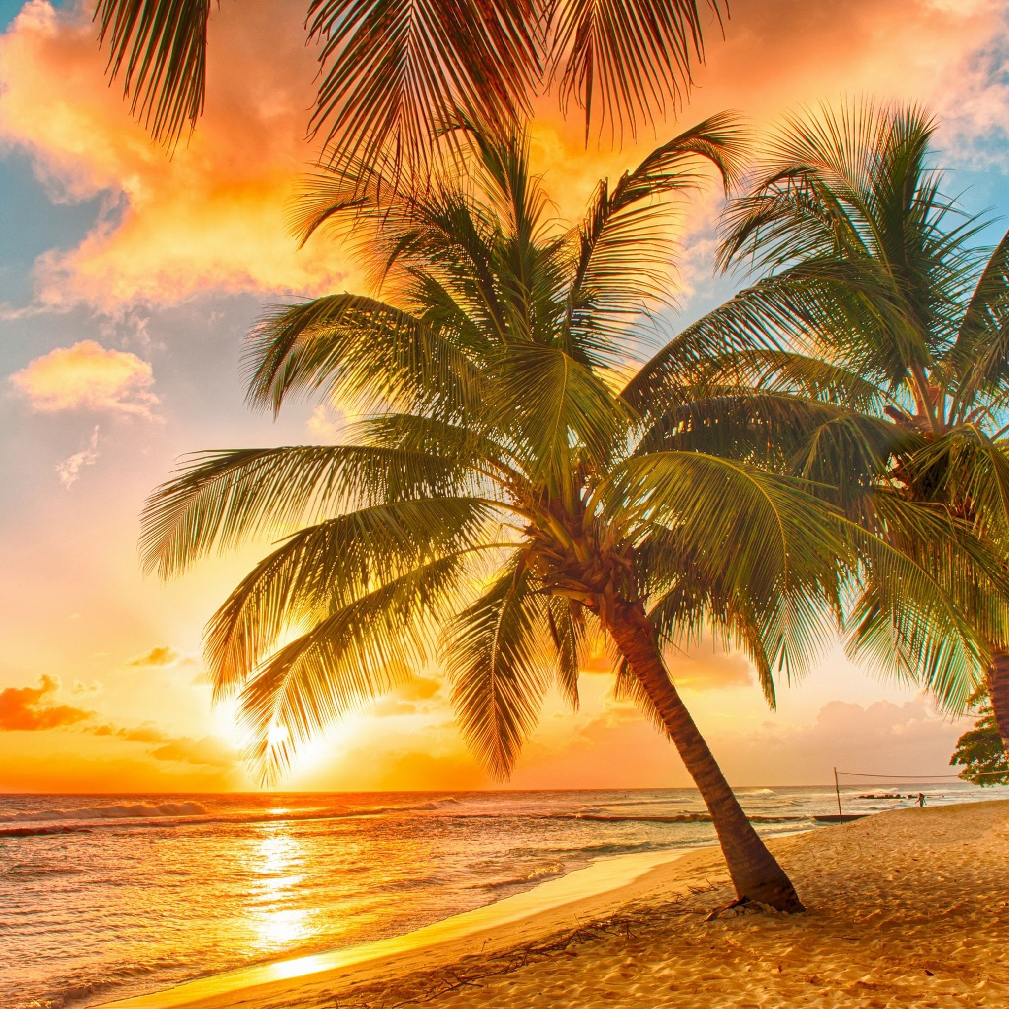 Palm Tree Tropical Beach iPad Air Wallpaper Download | iPhone ...