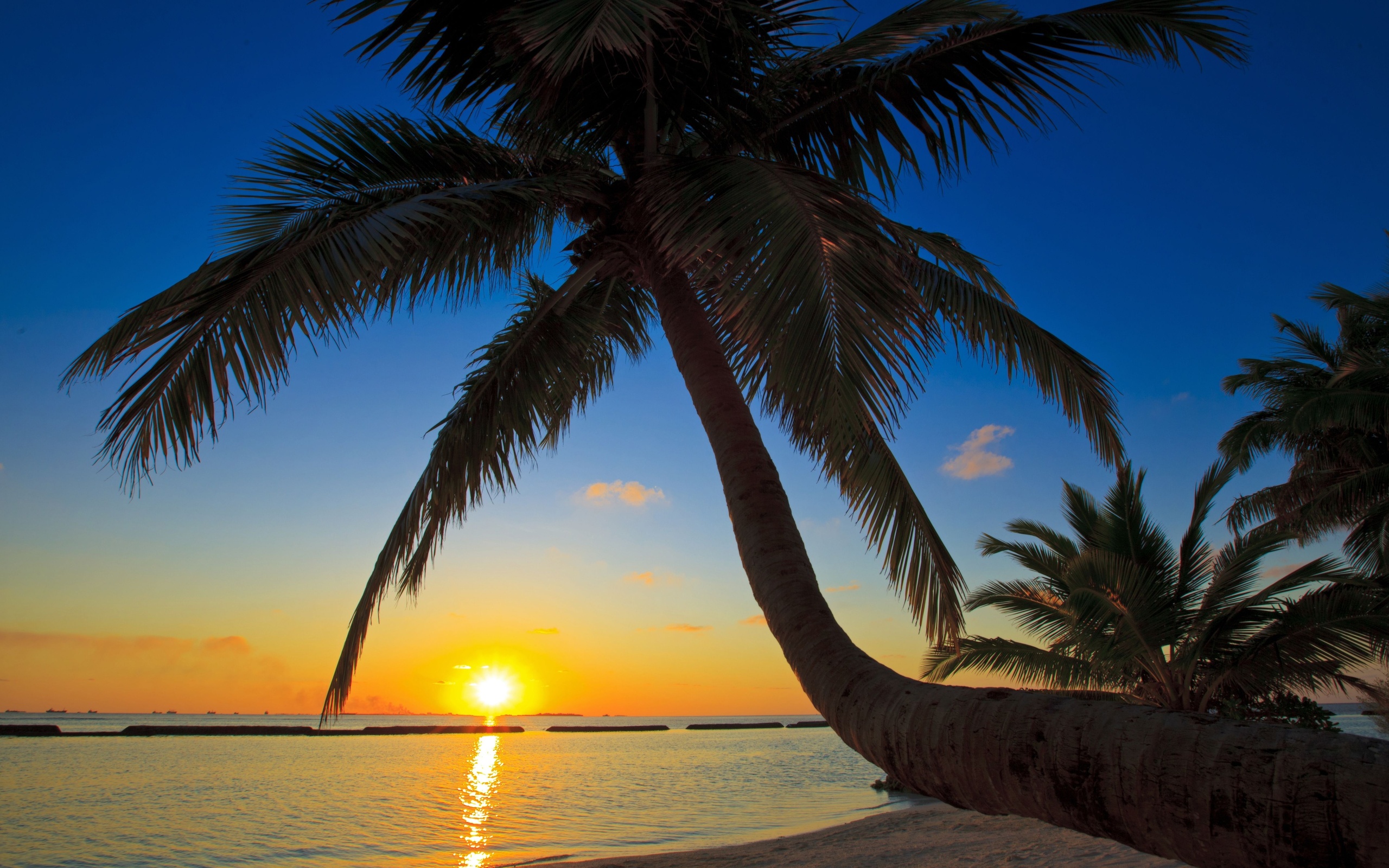 Beach palm trees sunset | danaspab.top