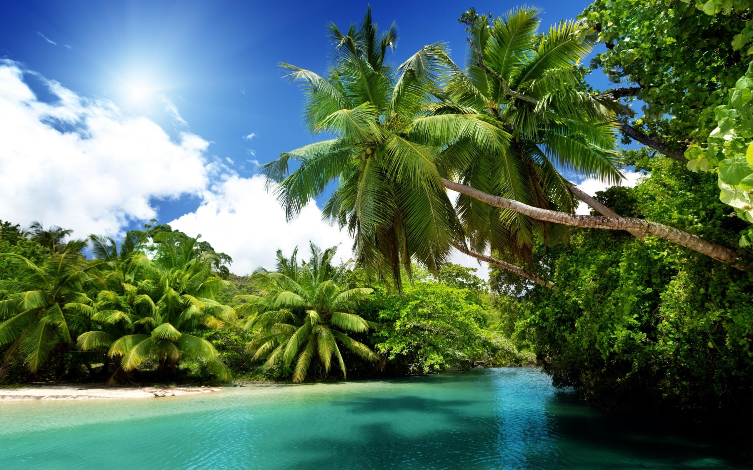 Palm Tree, Exotic Island, Beach | Download HD Wallpapers Photos