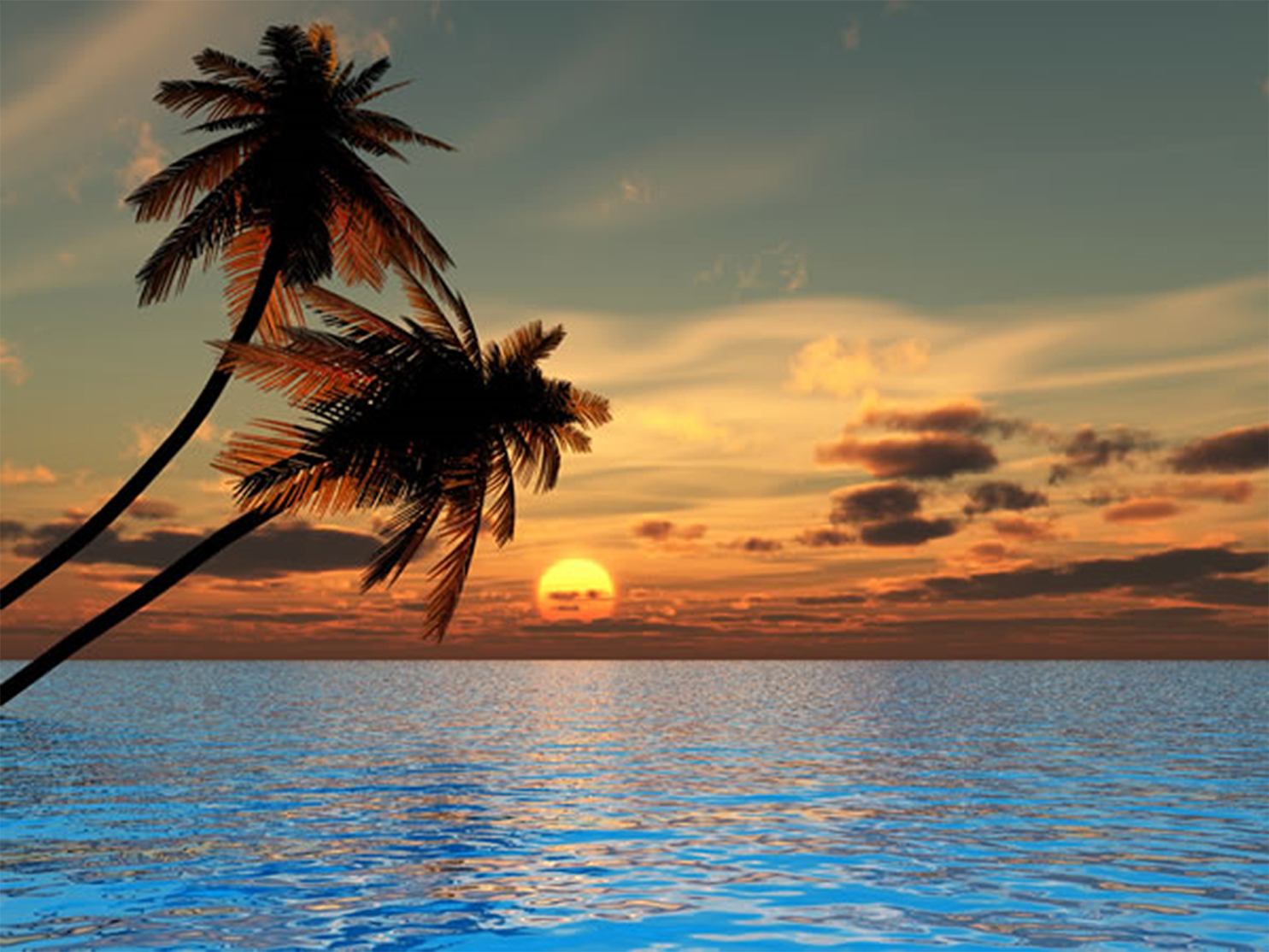 Beach palm trees sunset | danaspab.top