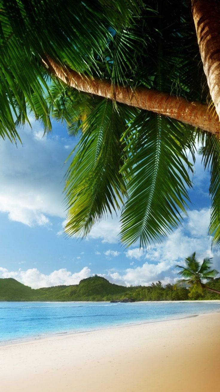 Palm Tree Background iPhone 6 Wallpaper 22011 - Beach iPhone 6 ...