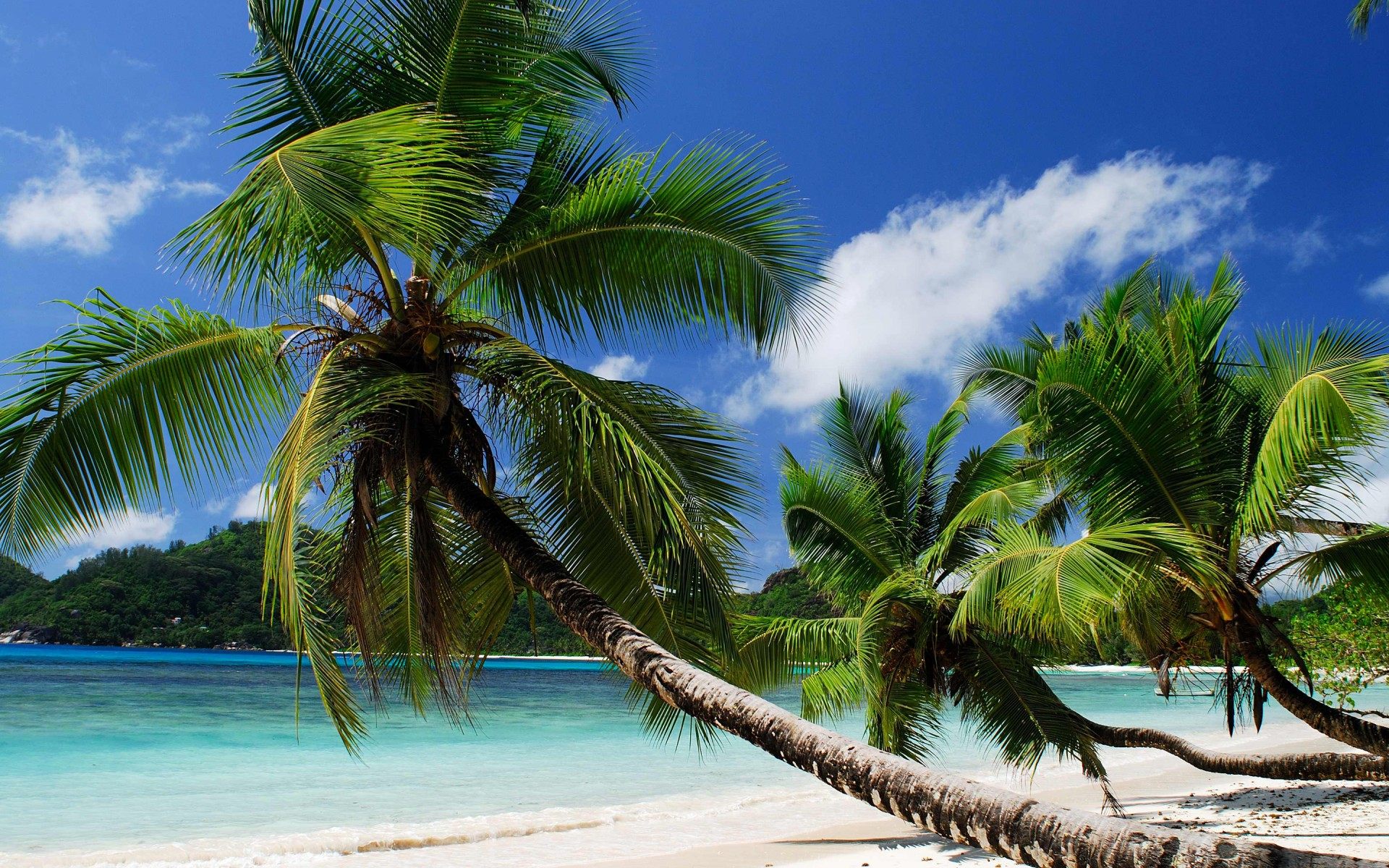 Palm Trees Sandy Beach Wallpaper HD Free Download