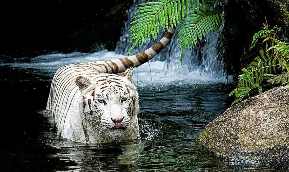 Tiger in lake photos best Computer backgrounds hd