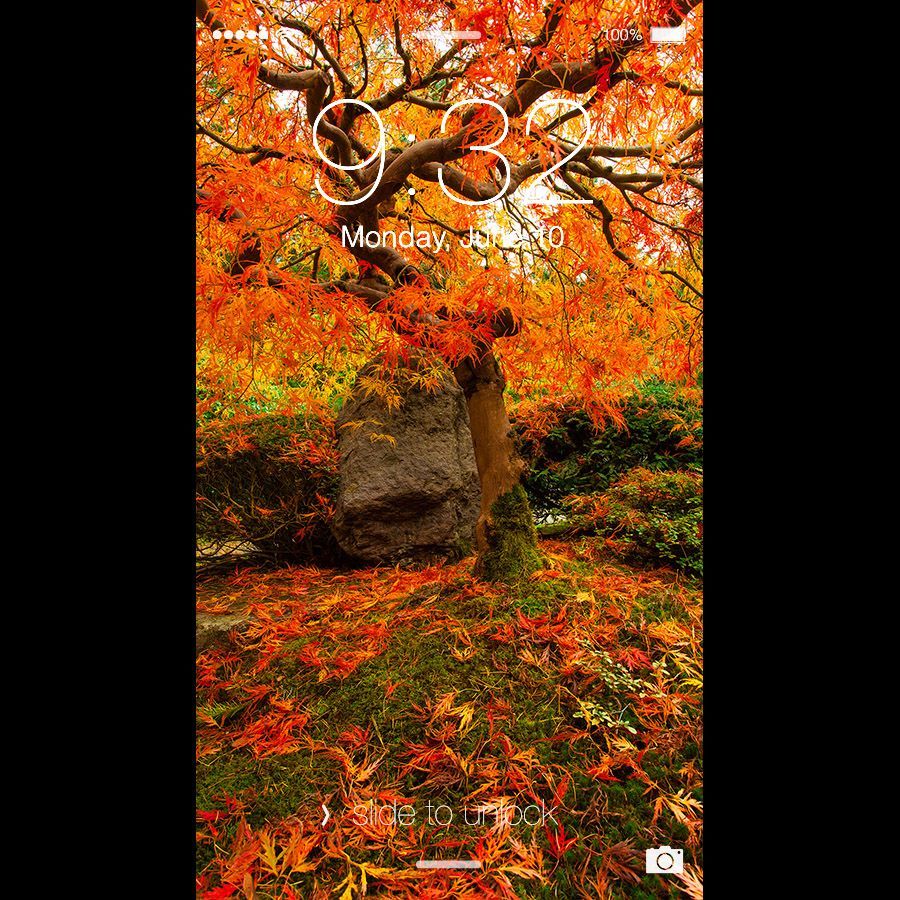 Autumn Japanese Maple 1080p Phone Wallpaper | Brandt Campbell