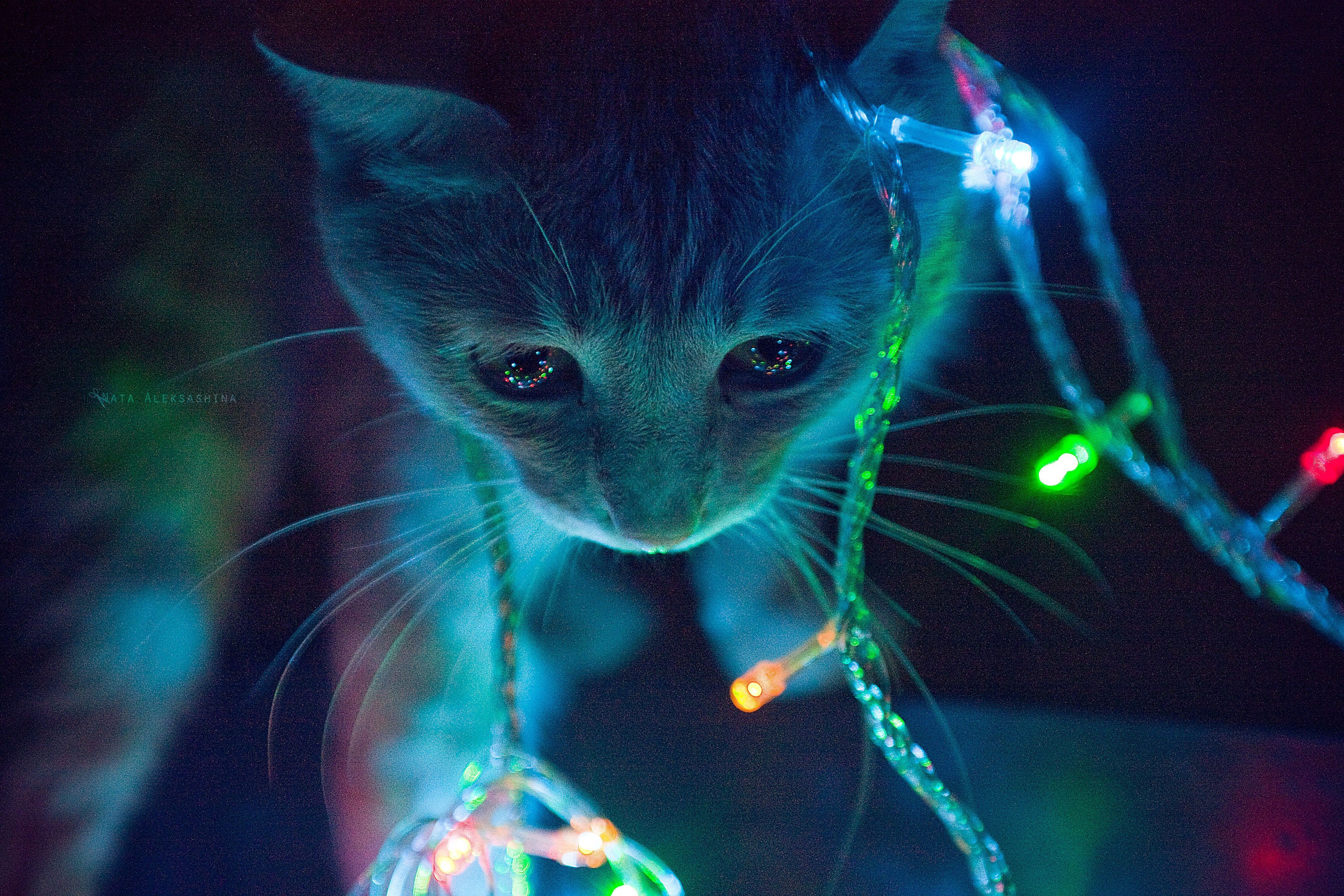 Cats Kittybokeh Cat Lights Nice Kitten Cute By Amilkchocolatelover ...