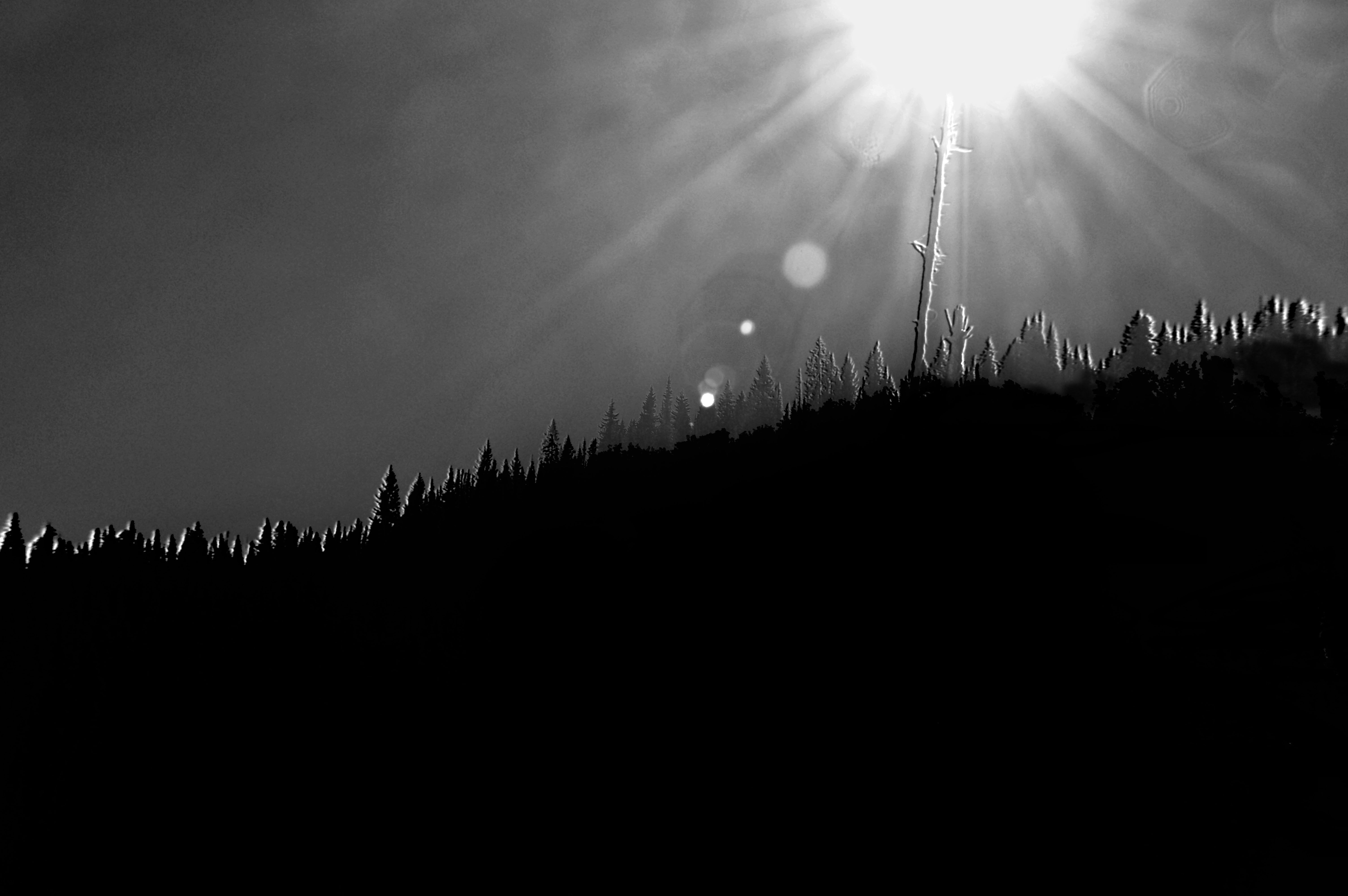 Other: Black White Sun Abstract Forest Tree Ridge Phone Wallpapers ...