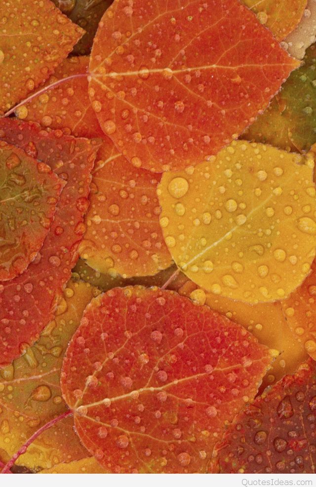Autumn Phone Wallpapers Group 31 - Fall Leaf Iphone Wallpaper