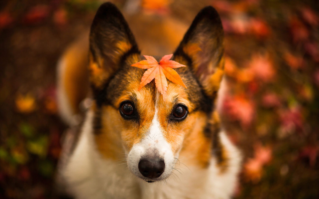 Autumn season wallpaper cute dog photography 15 - 1280x800