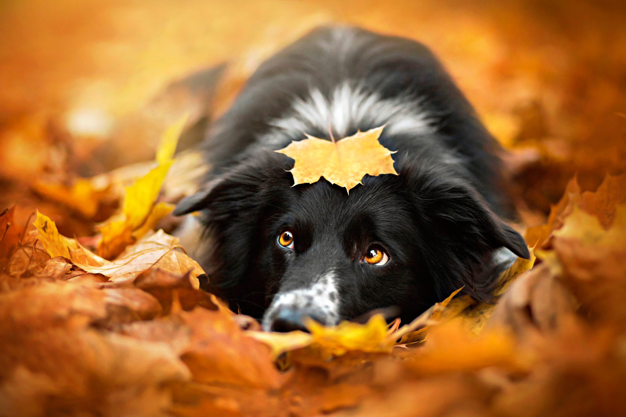 Puppy, sweet, cute, dogs, autumn, dog, autumn splendor, leaves