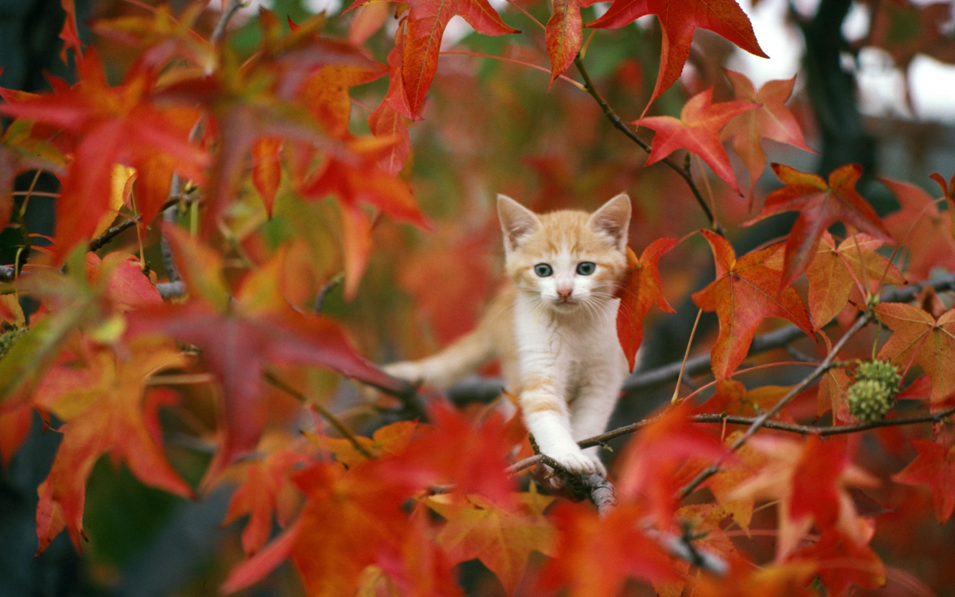 Animals cats kittens fur face whiskers trees autumn fall seasons ...