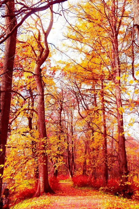 Nature Trees Autumn Forest Woods Sunlight Wallpapernature make