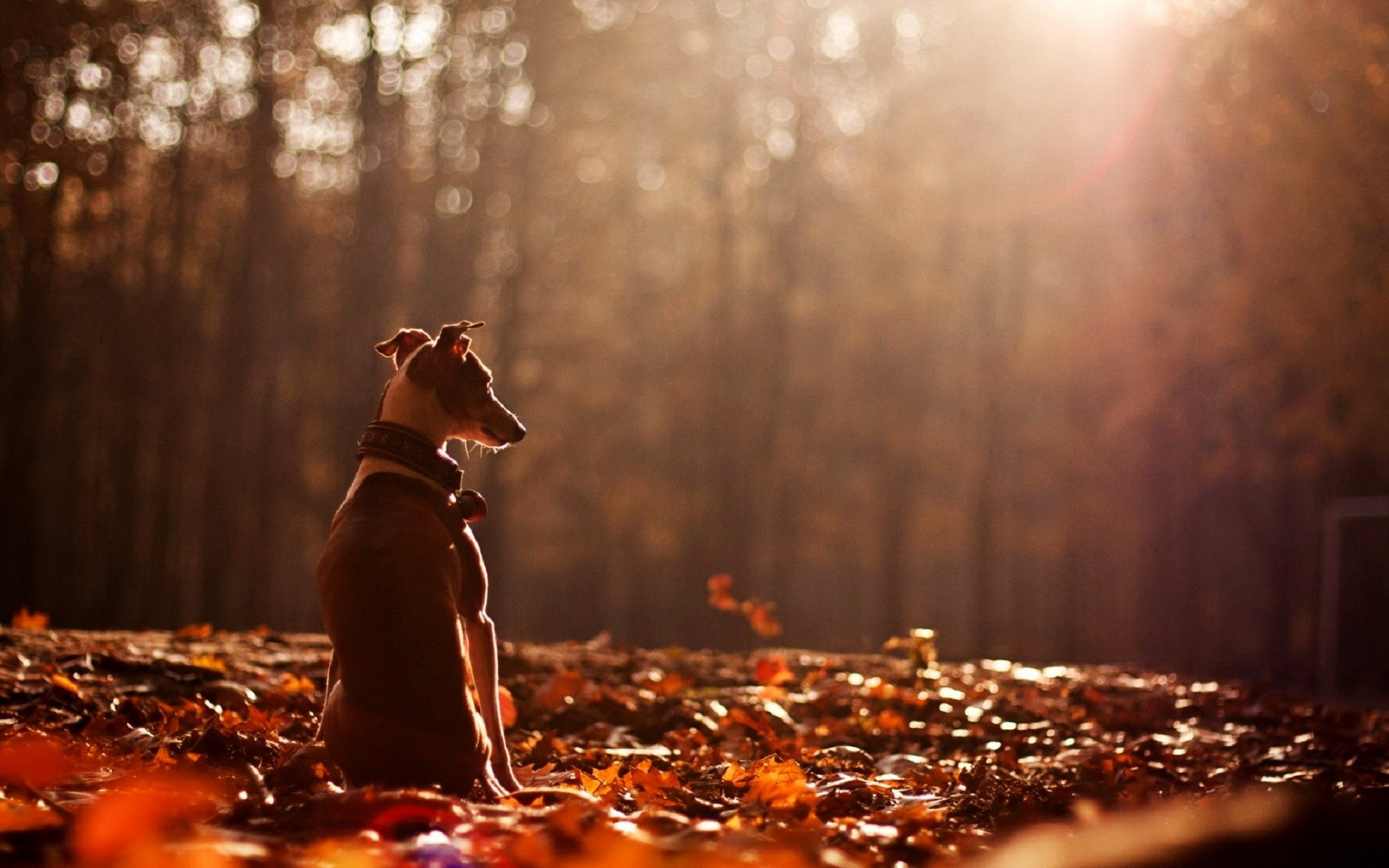 Cute dog animal alone forest autumn wallpaper 3840x2400 680566